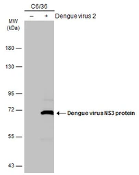 Anti-Dengue virus NS3 protein antibody [GT2811] used in Western Blot (WB). GTX629477